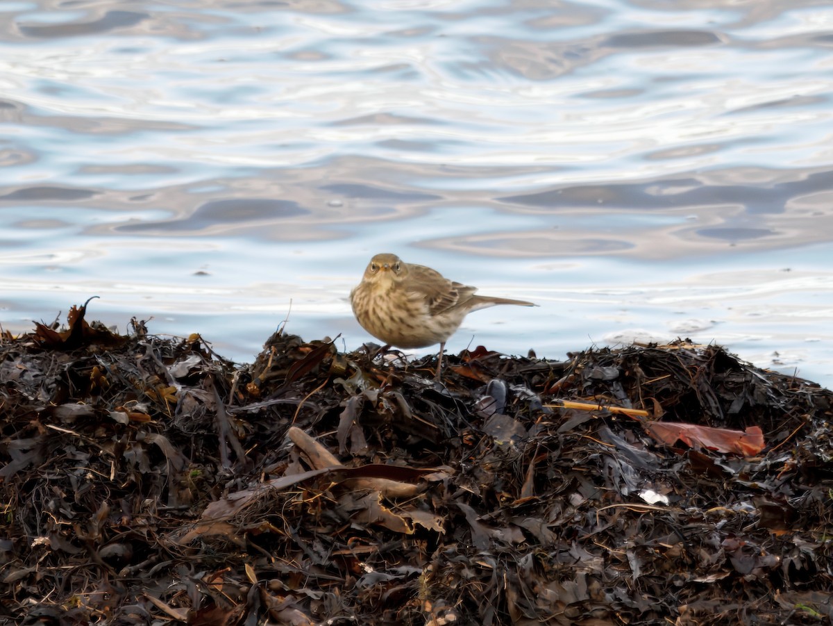 Water Pipit (Western) - ML646121868
