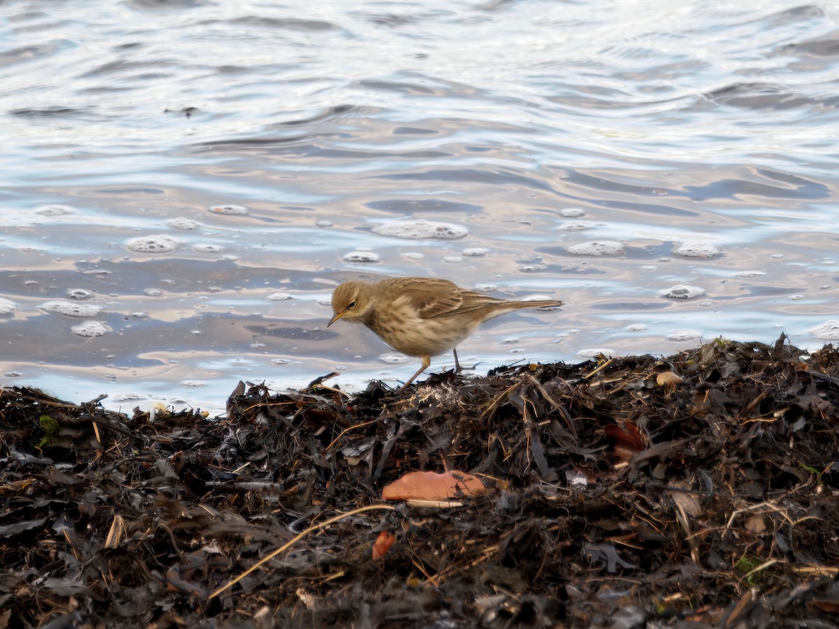 Water Pipit (Western) - ML646121869