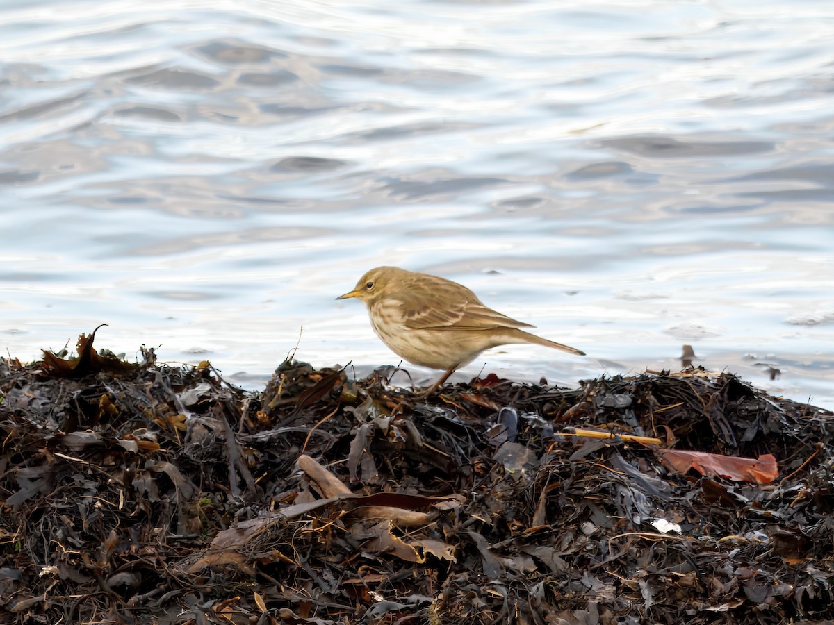 Water Pipit (Western) - ML646121870