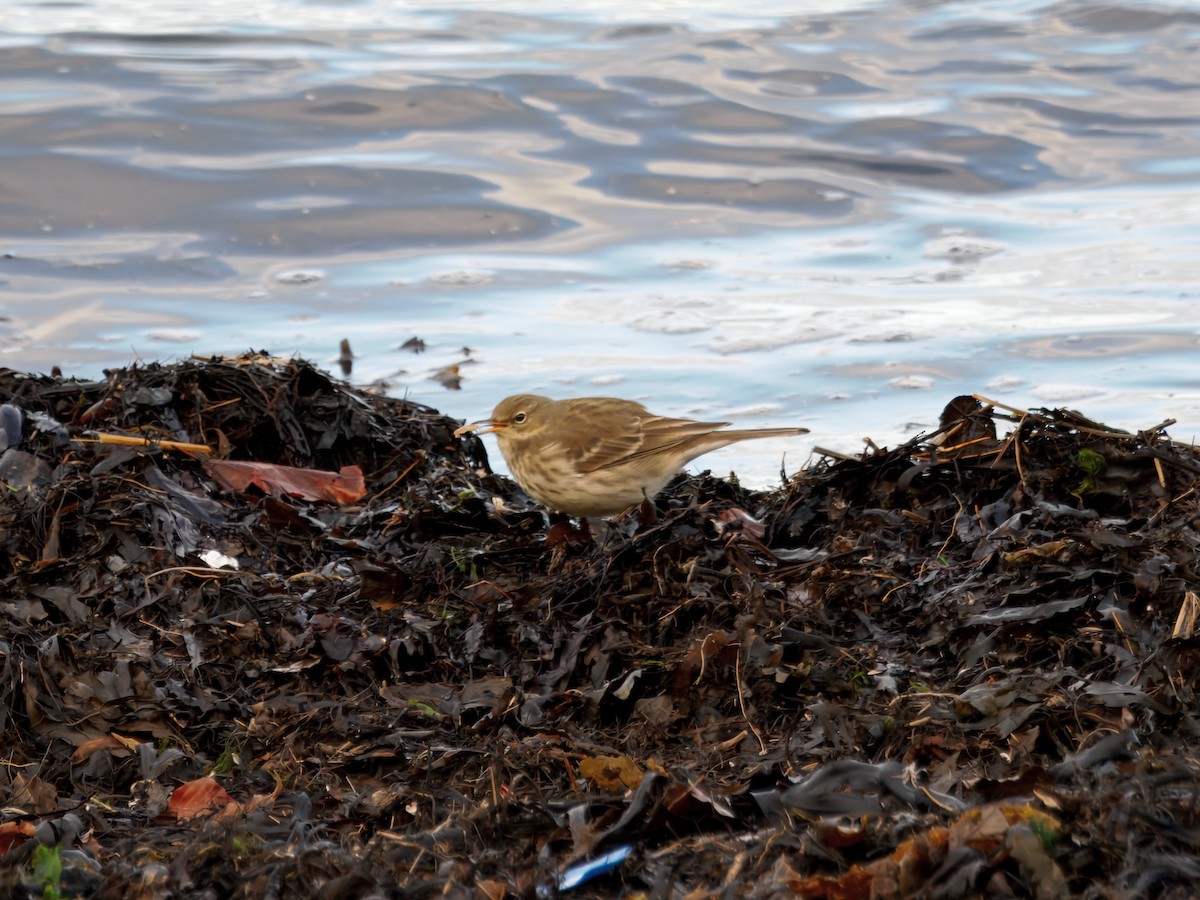 Water Pipit (Western) - ML646121871