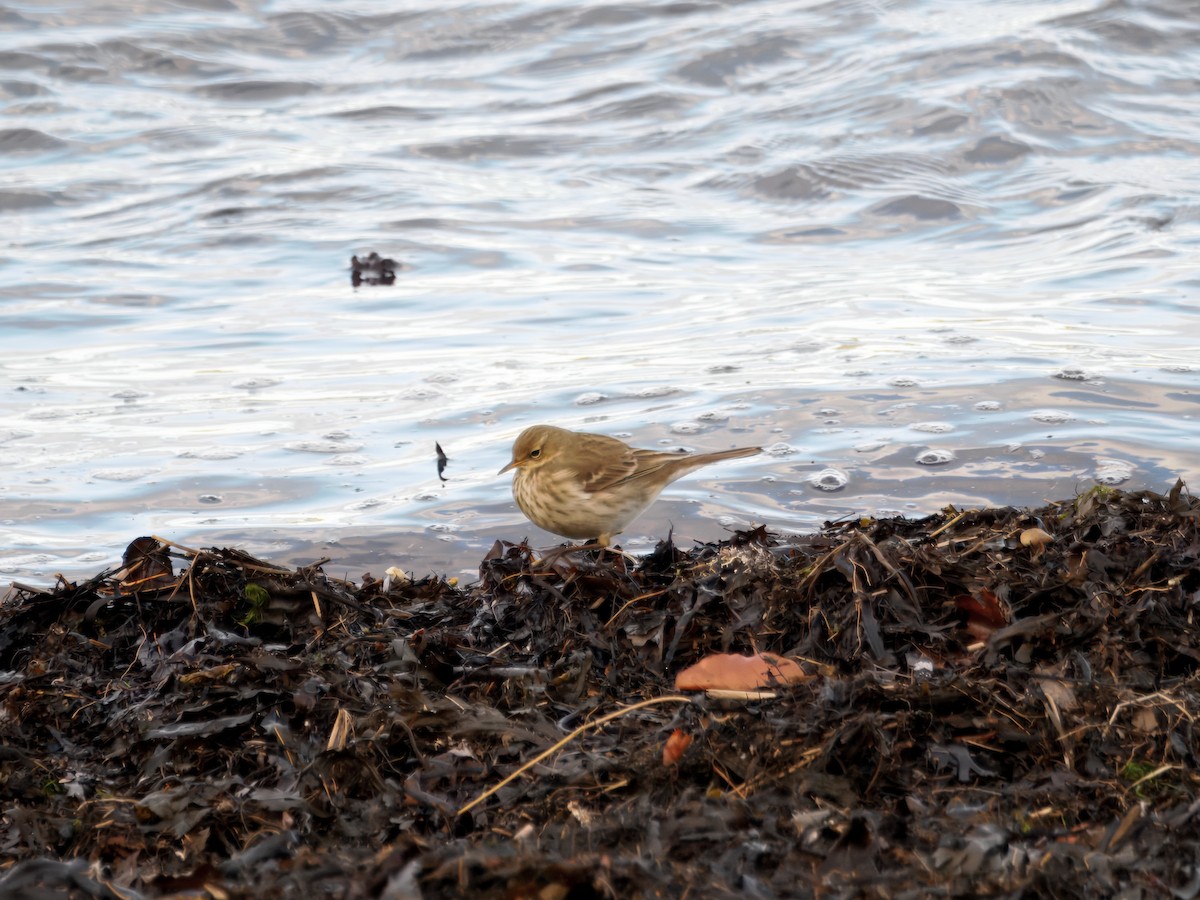 Water Pipit (Western) - ML646121872