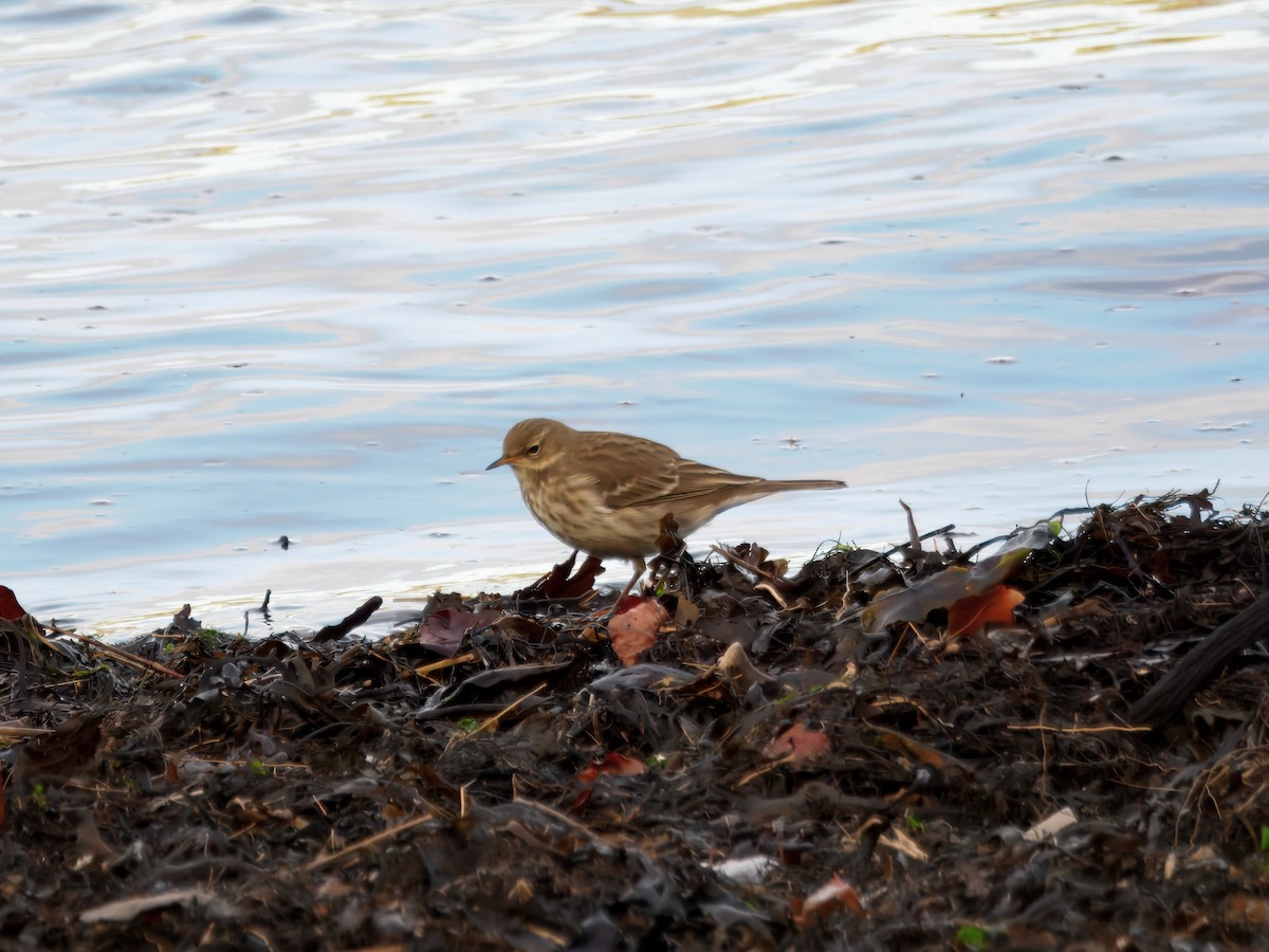 Water Pipit (Western) - ML646121873