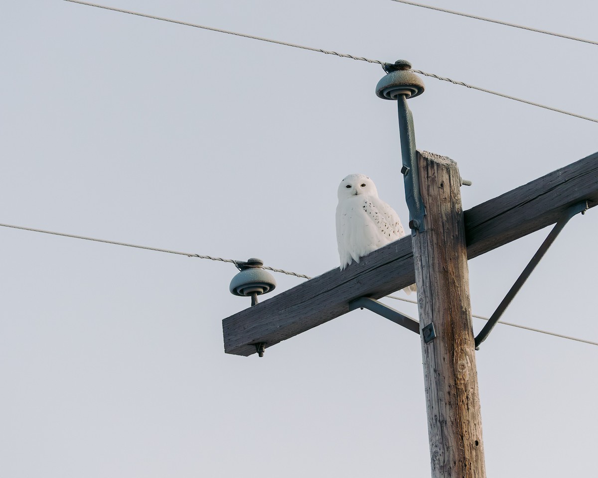 sovice sněžní - ML646121886