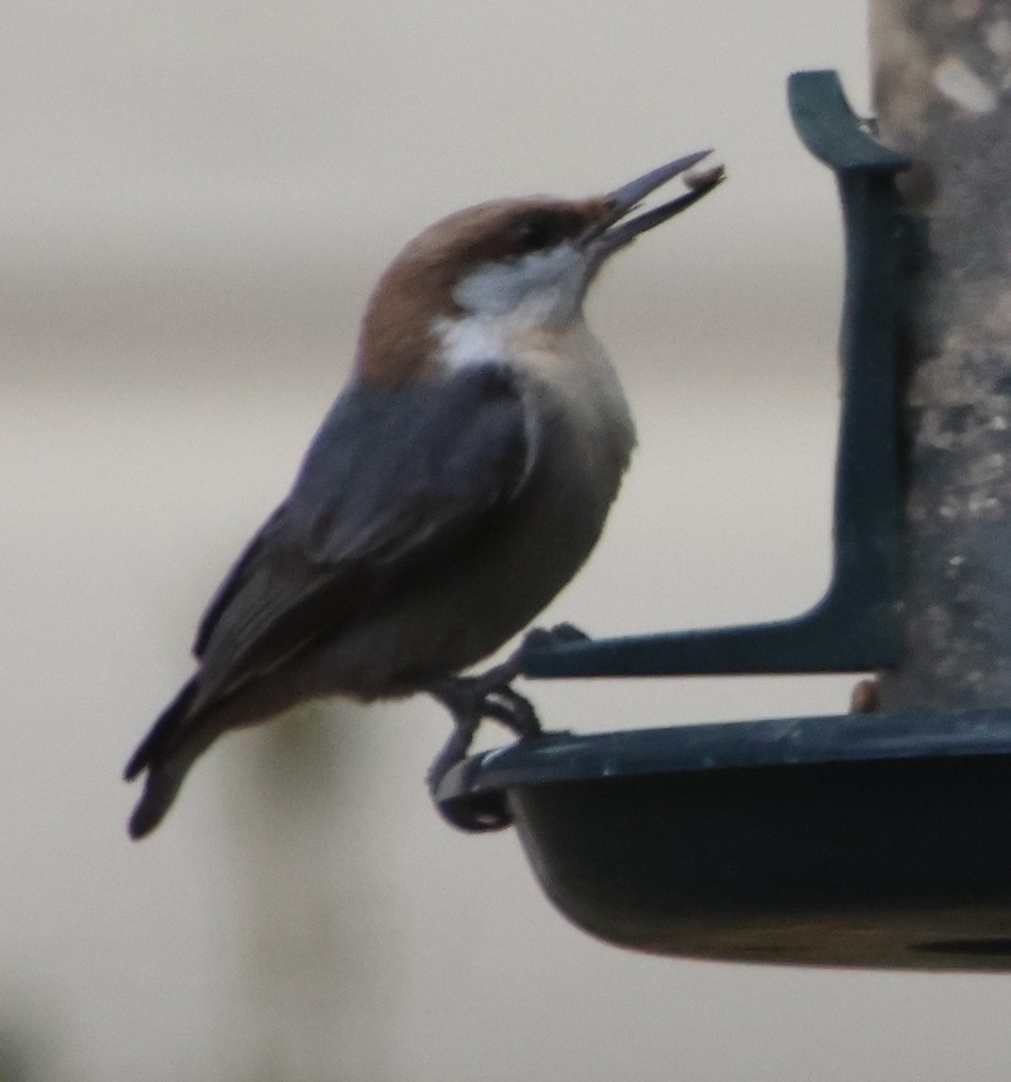 Повзик малий - ML646121887