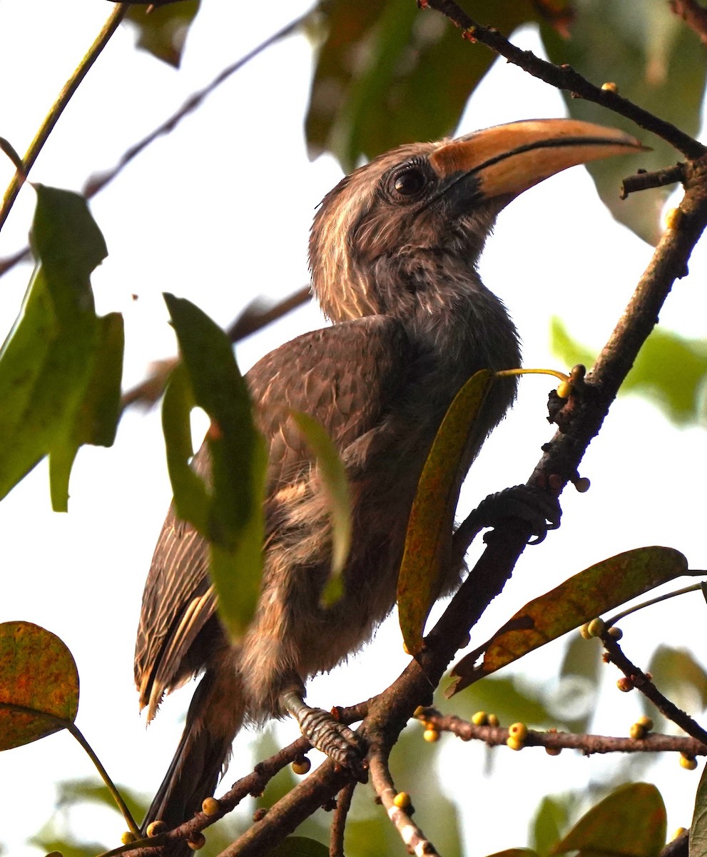 Токо малабарський - ML646121889