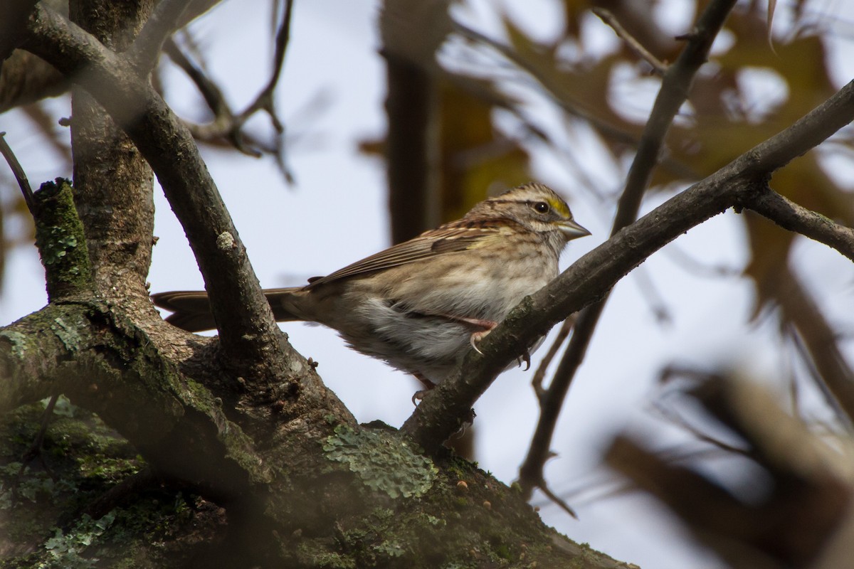 Бруант білогорлий - ML646121890