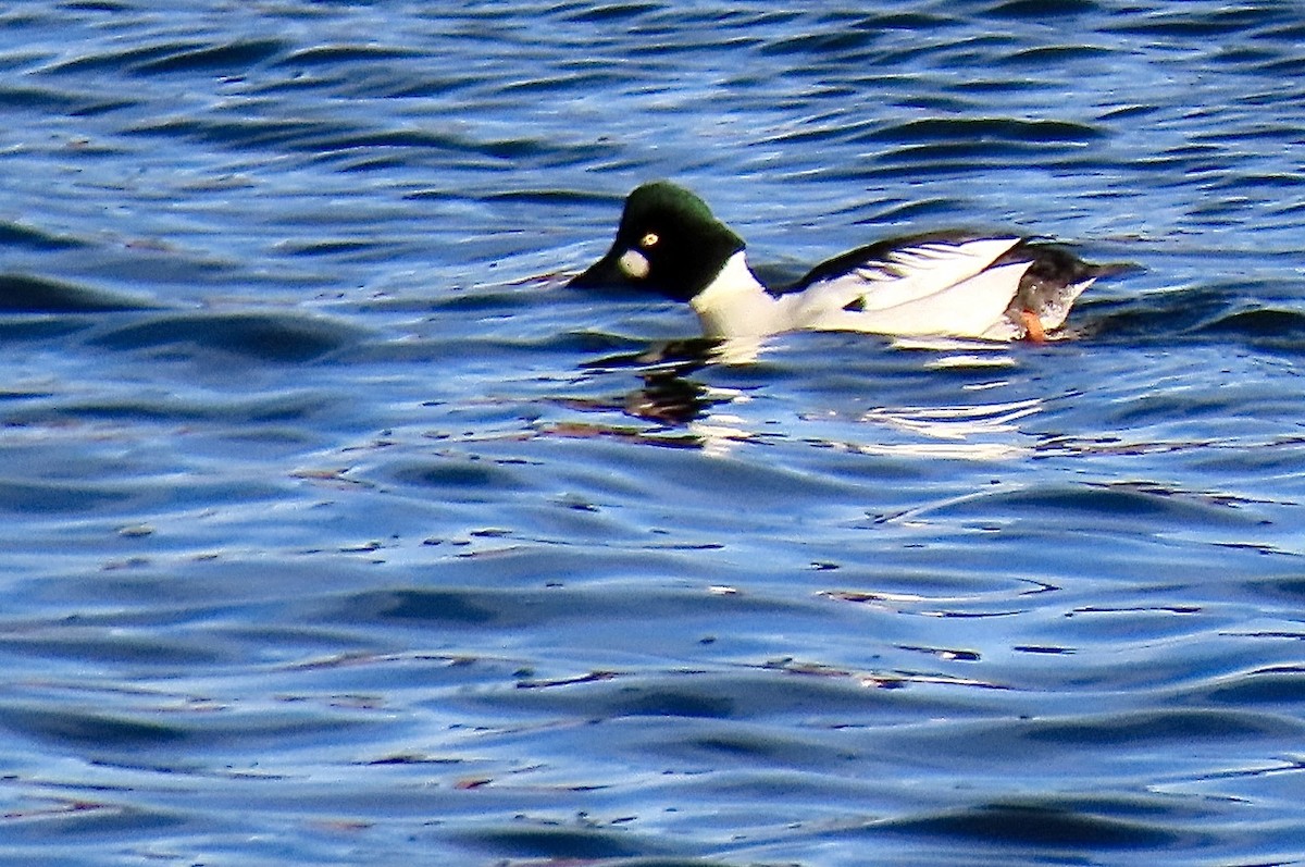 Гоголь зеленоголовий - ML646121891