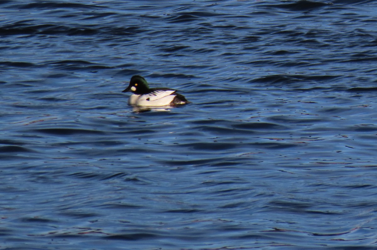 Гоголь зеленоголовий - ML646121892