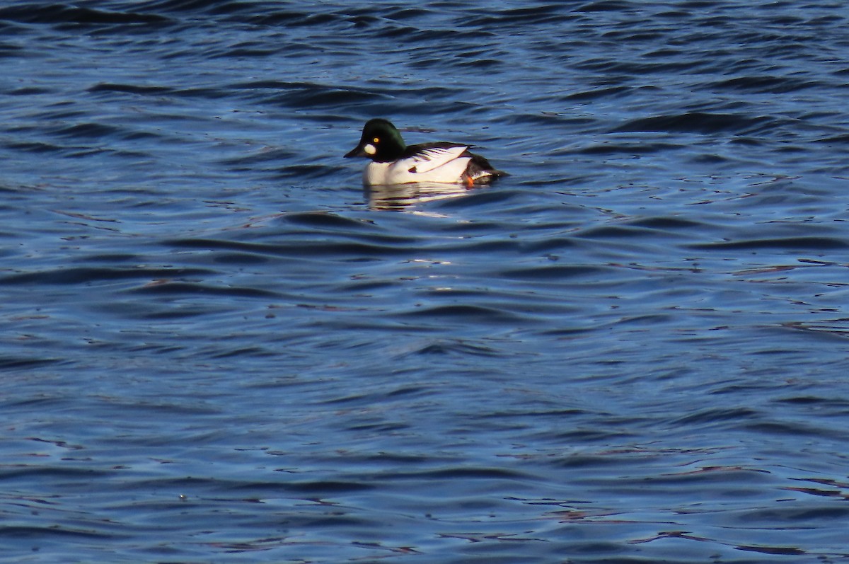 Гоголь зеленоголовий - ML646121893