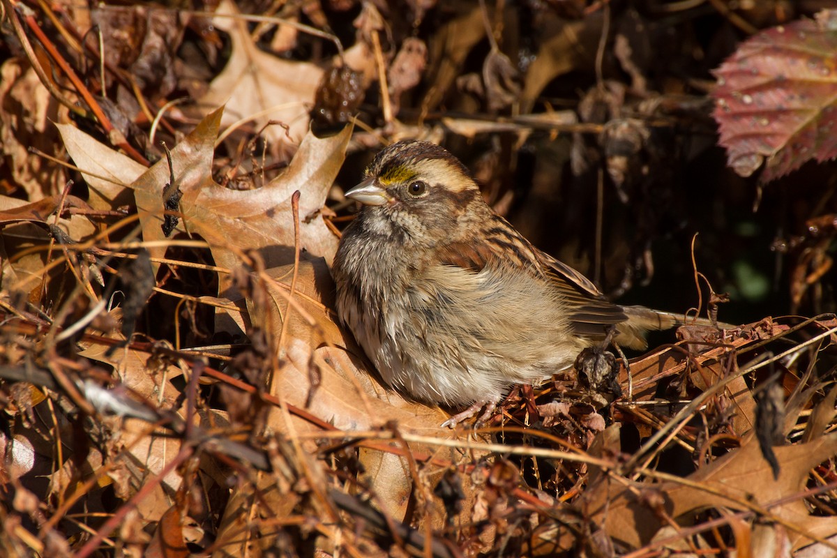 Бруант білогорлий - ML646121894