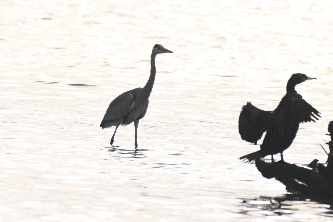 Чапля сіра - ML646121895