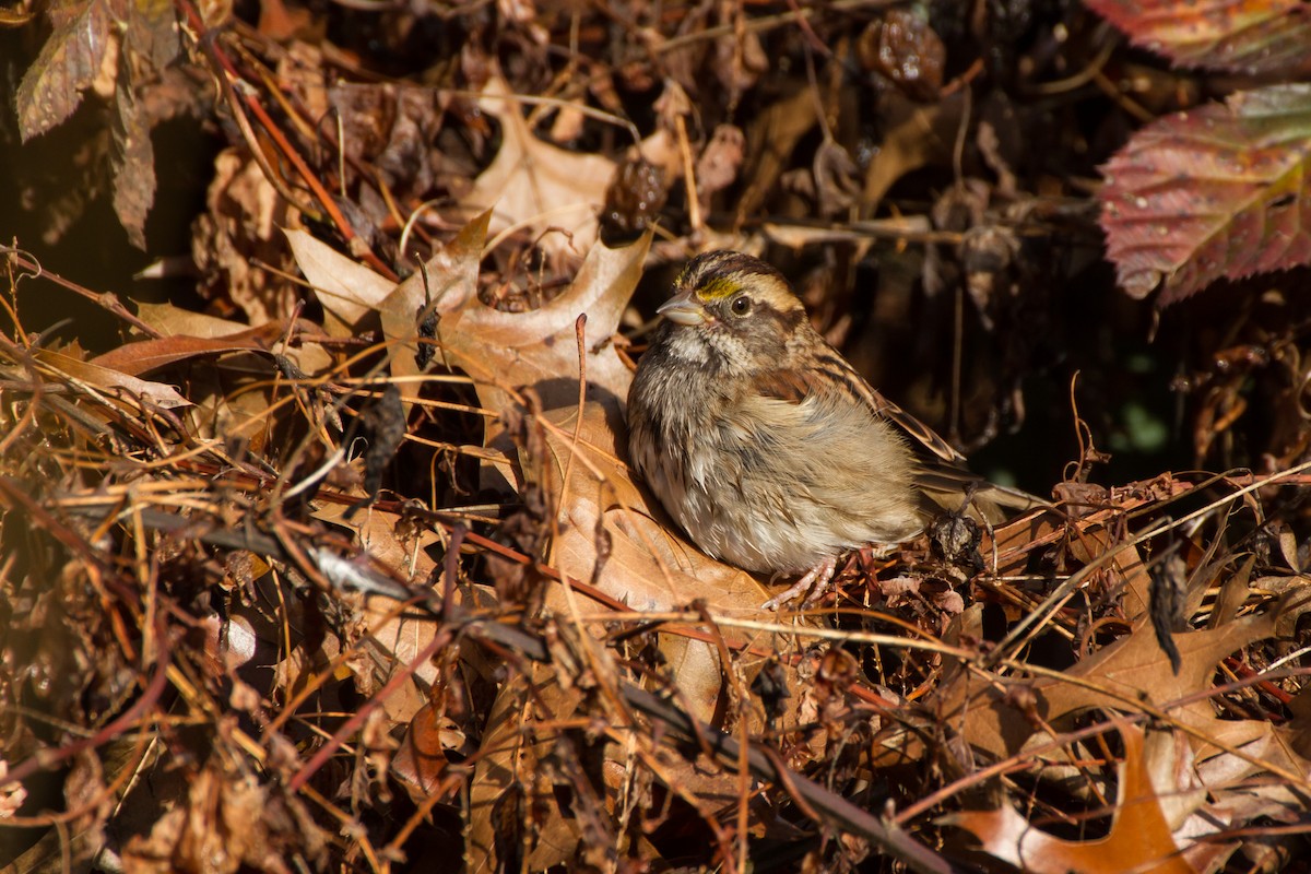 Бруант білогорлий - ML646121896