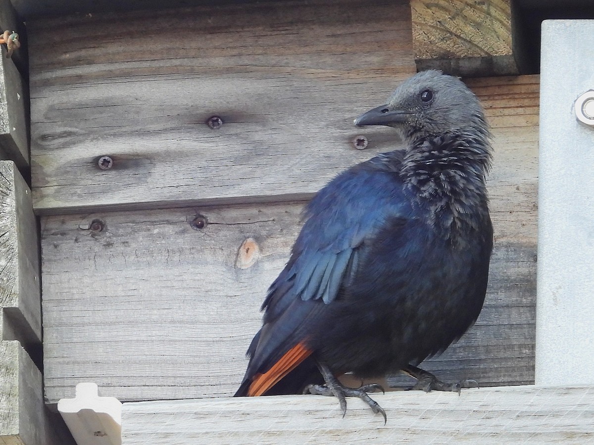 Моріо рудокрилий - ML646121899