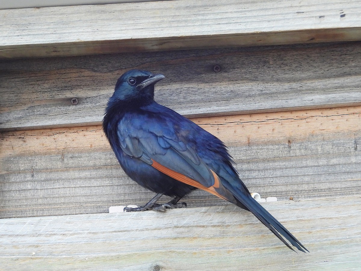 Моріо рудокрилий - ML646121900