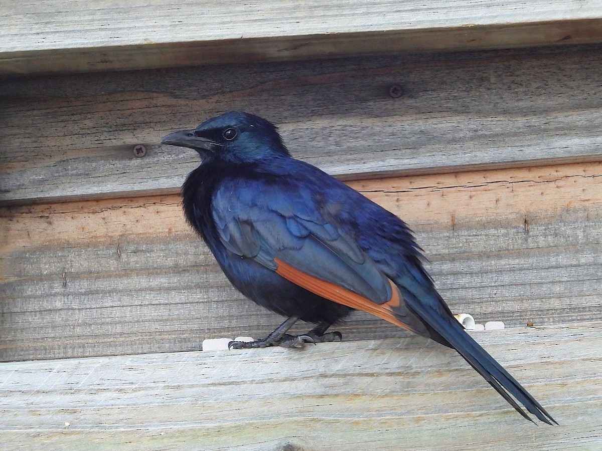 Моріо рудокрилий - ML646121901