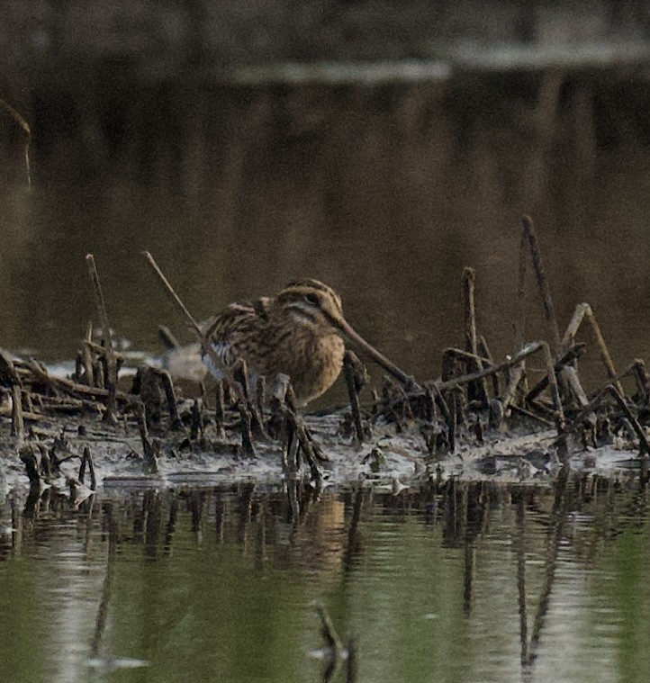 Common Snipe - ML646121902