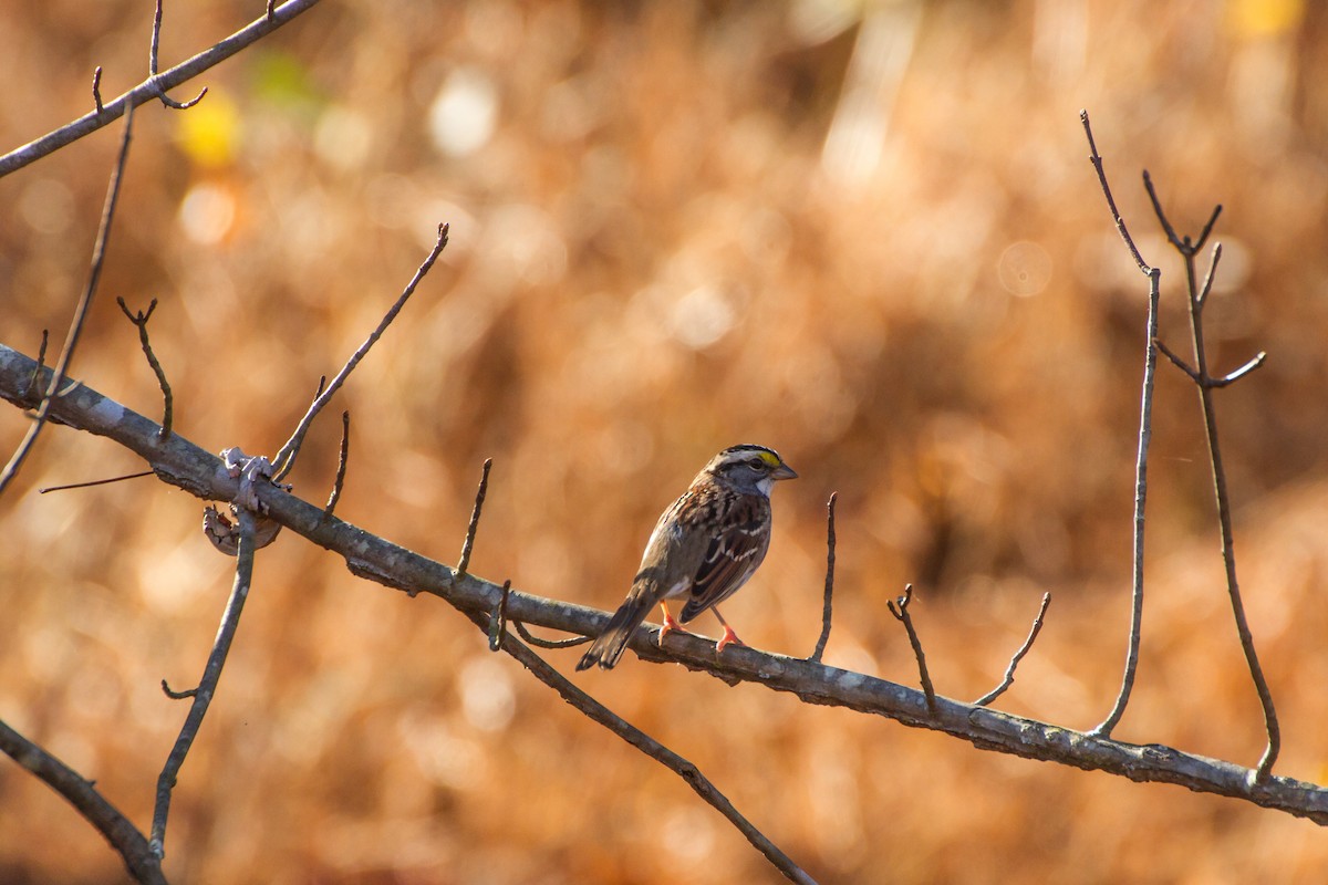 Бруант білогорлий - ML646121903