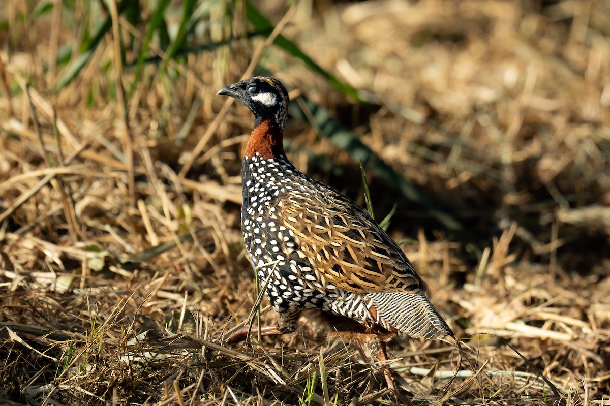 Турач туркменський - ML646121904