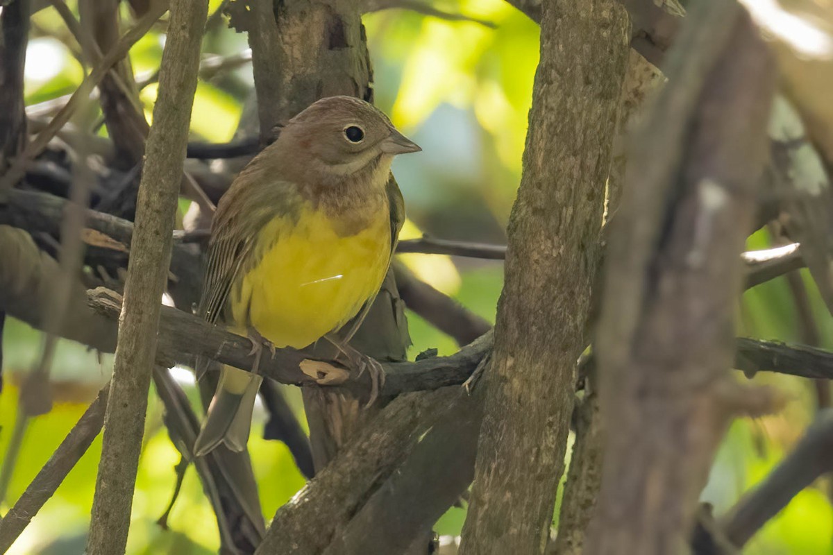 Вівсянка руда - ML646121905