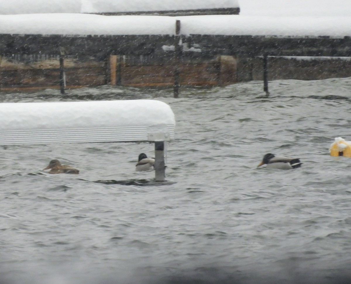 Крижень звичайний - ML646121906