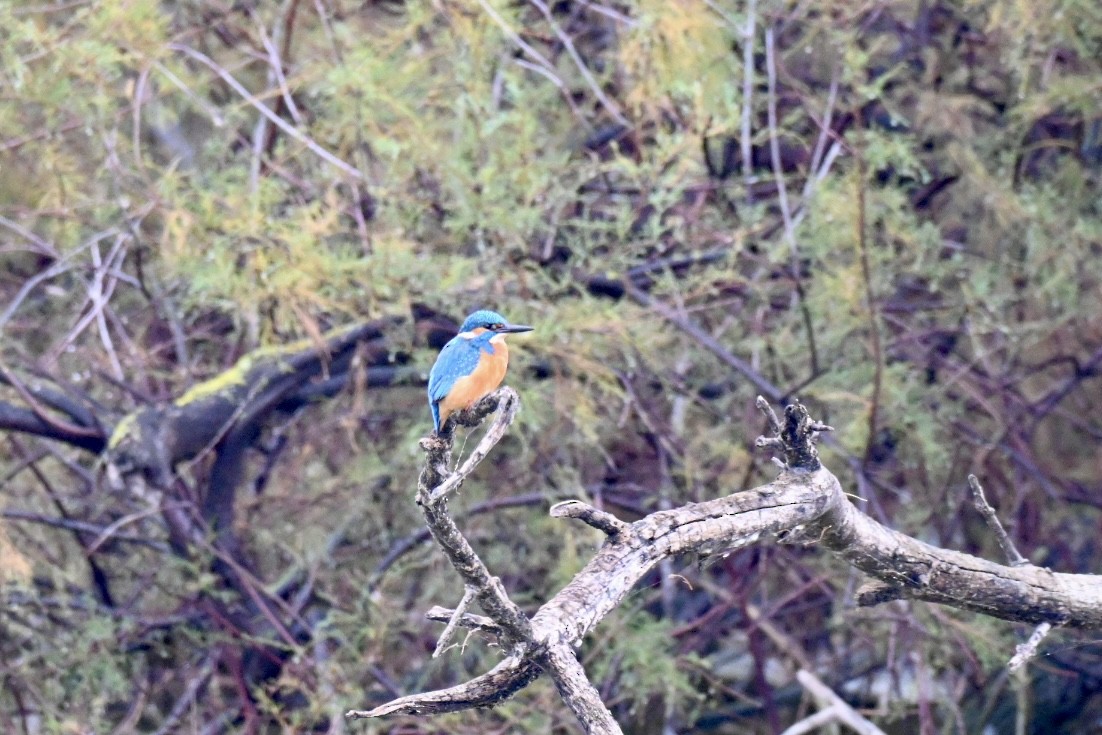 Рибалочка блакитний - ML646121908