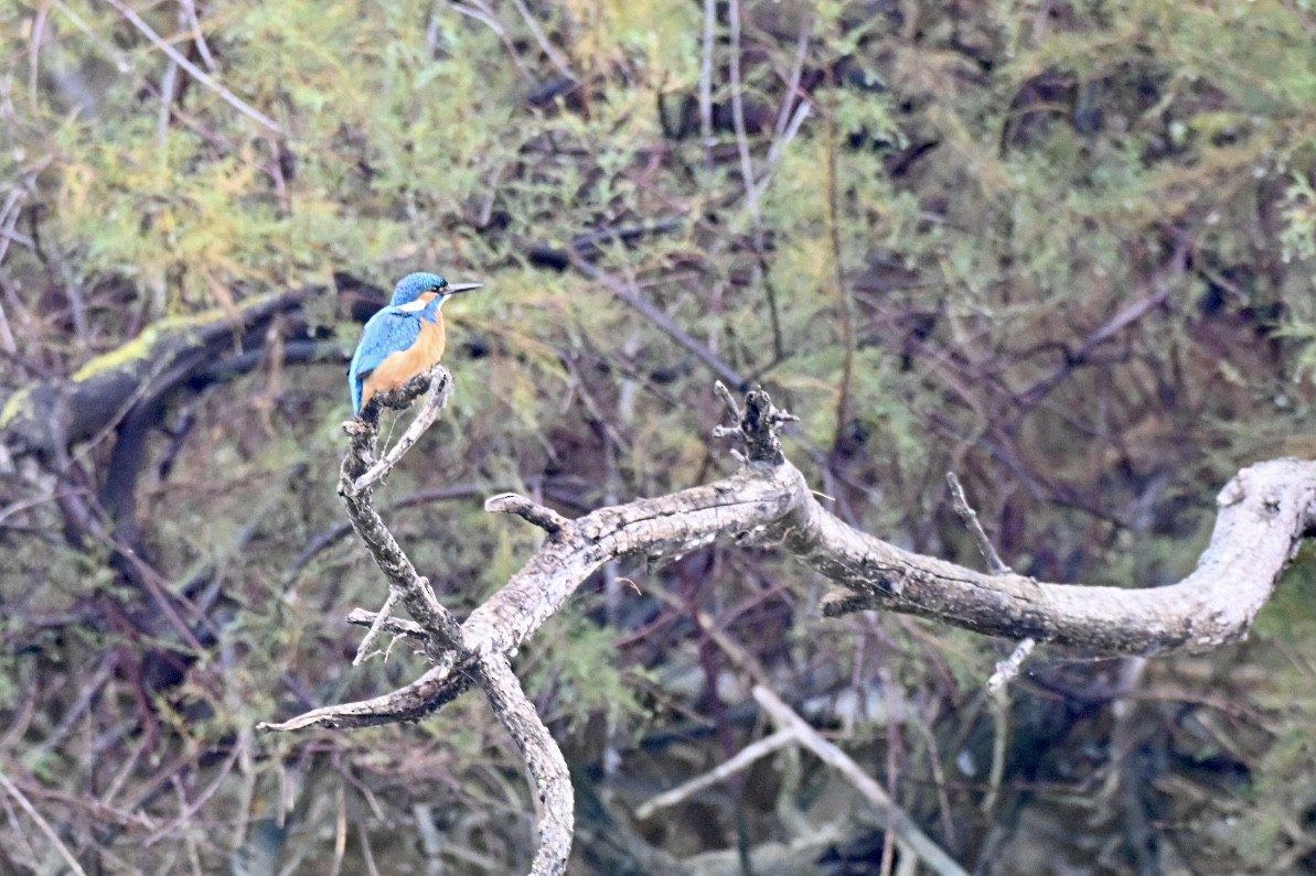 Рибалочка блакитний - ML646121909