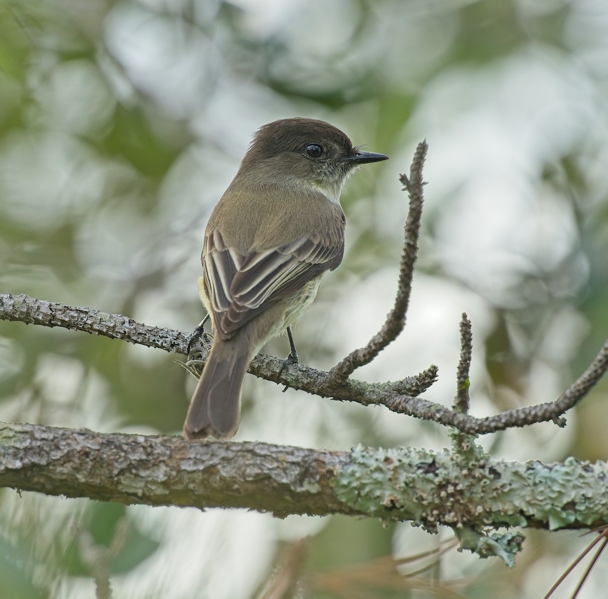 Феб буроспинний - ML646121911