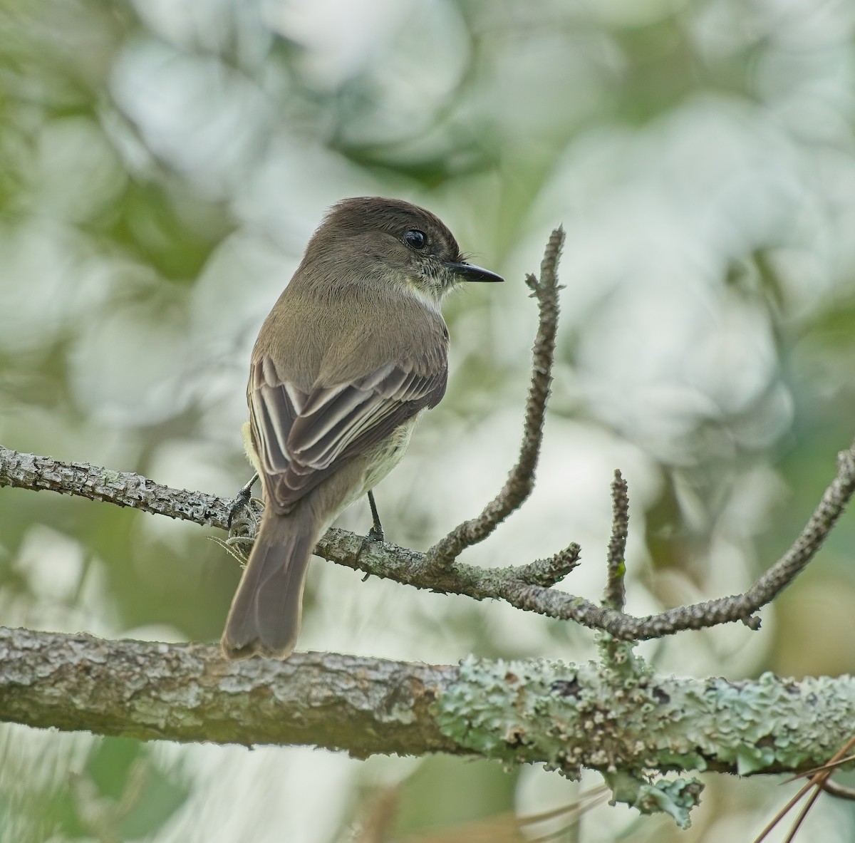 Феб буроспинний - ML646121912