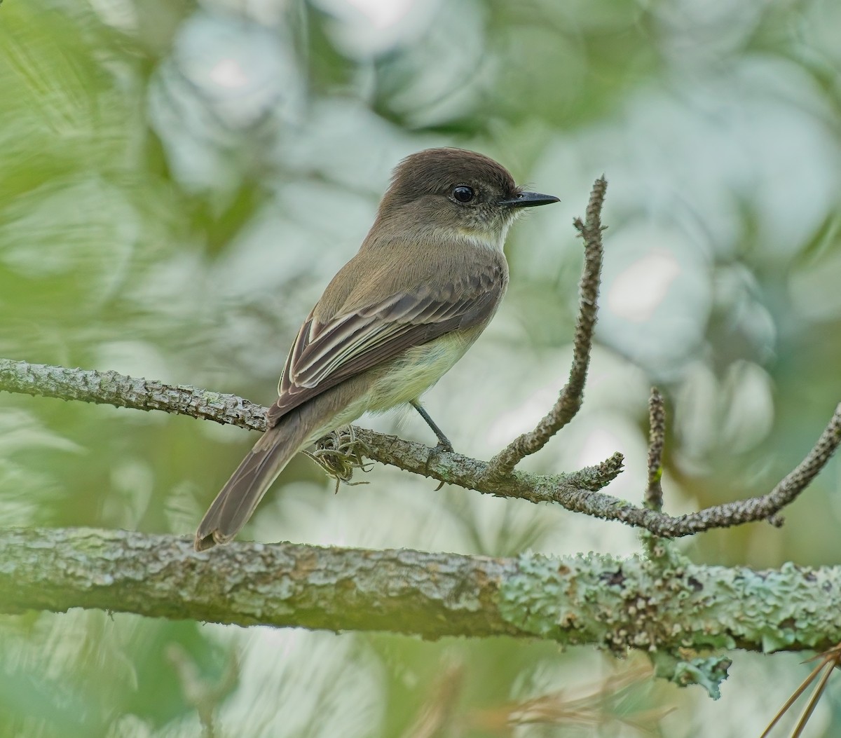 Феб буроспинний - ML646121913