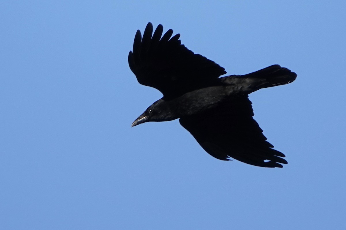 Ворона чорна - ML646121914