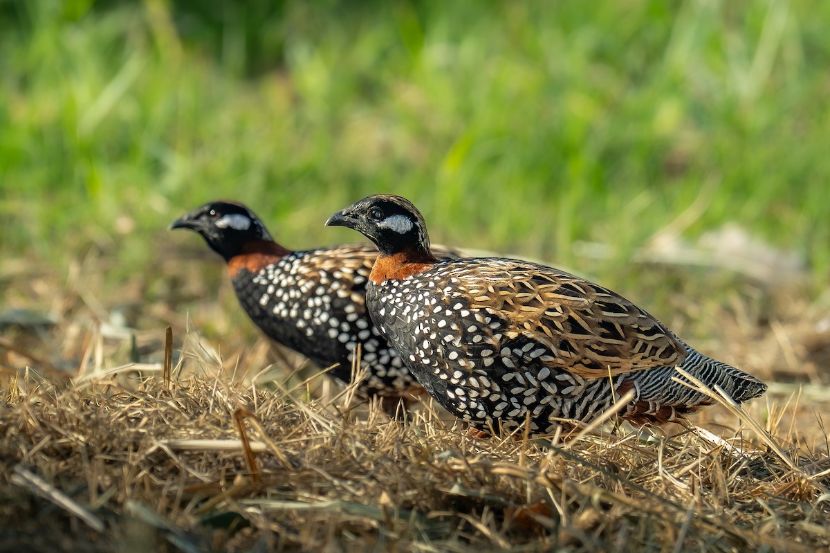 Турач туркменський - ML646121916