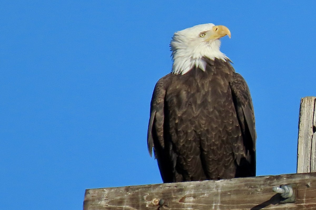 Орлан білоголовий - ML646121917