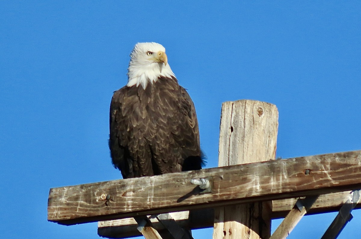 Орлан білоголовий - ML646121918