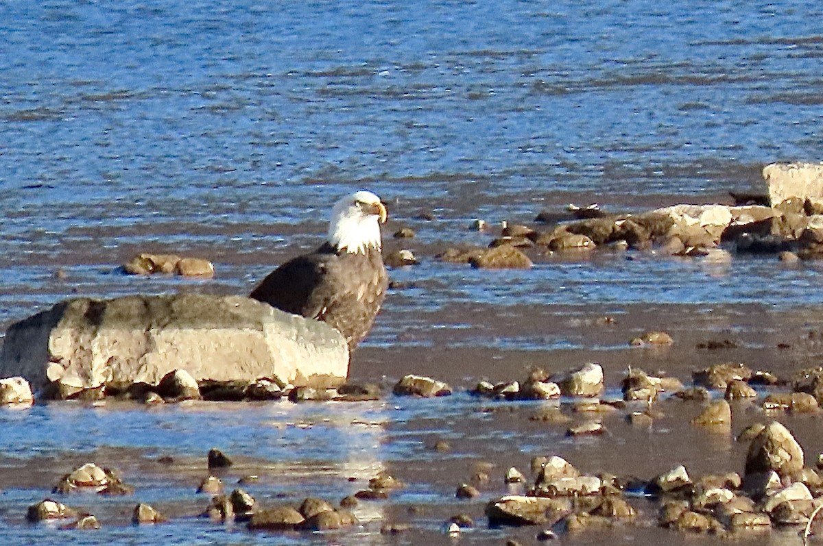 Орлан білоголовий - ML646121919