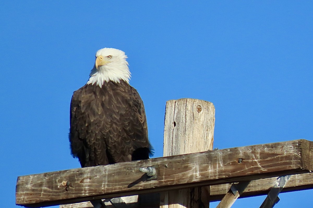 Орлан білоголовий - ML646121920