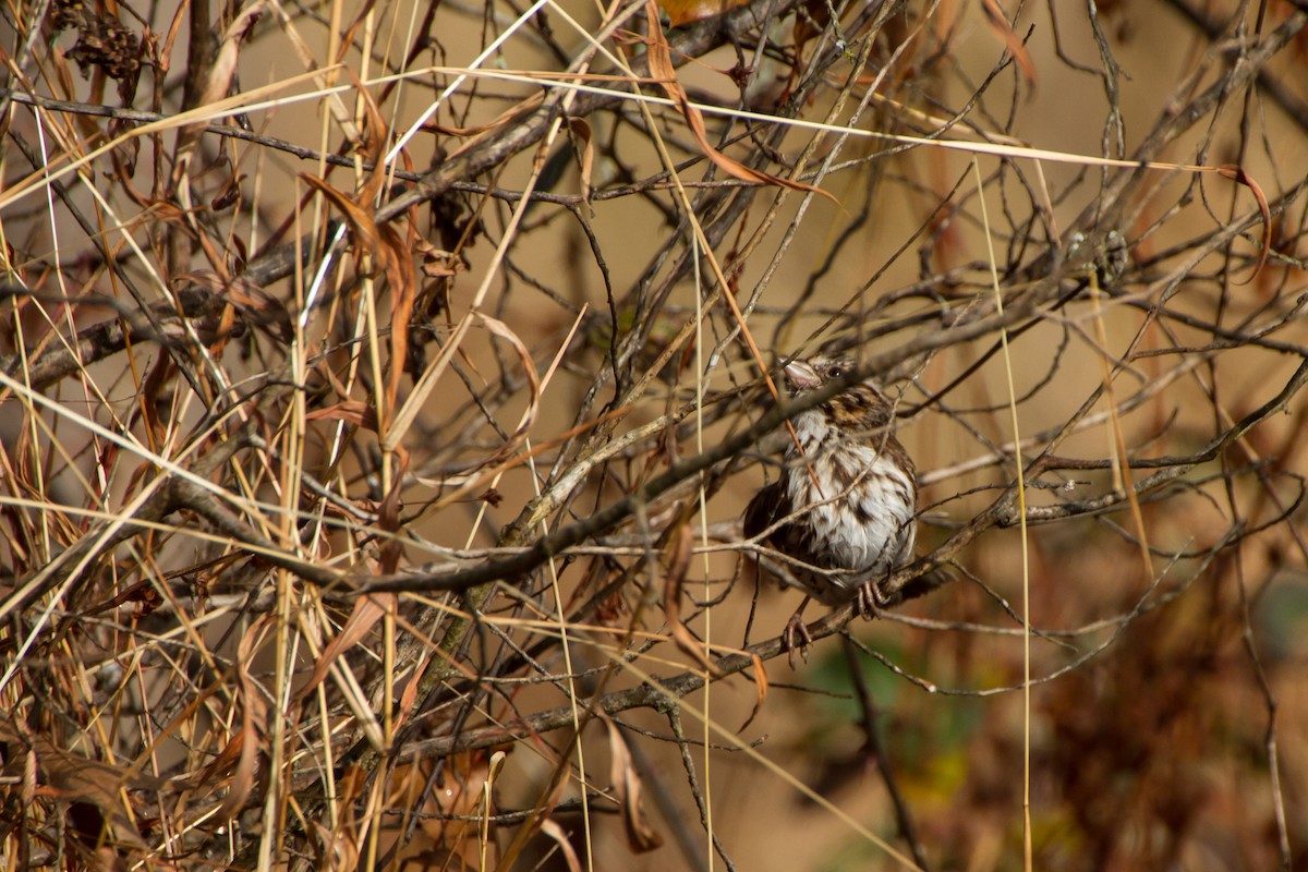 Пасовка співоча - ML646121921