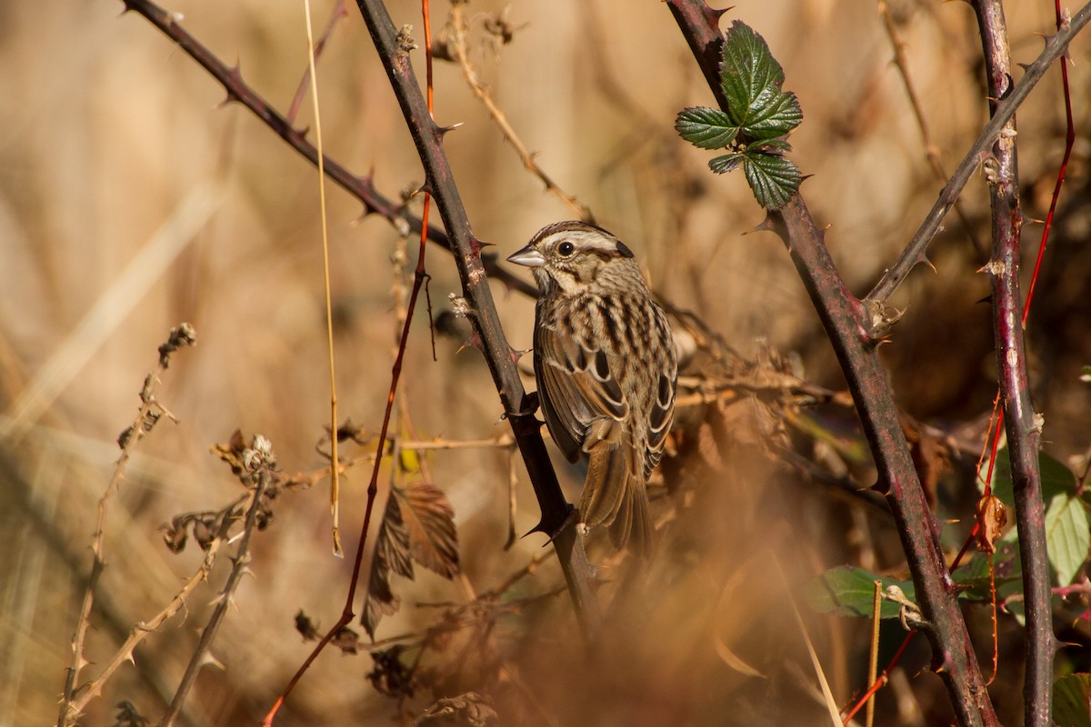 Пасовка співоча - ML646121922