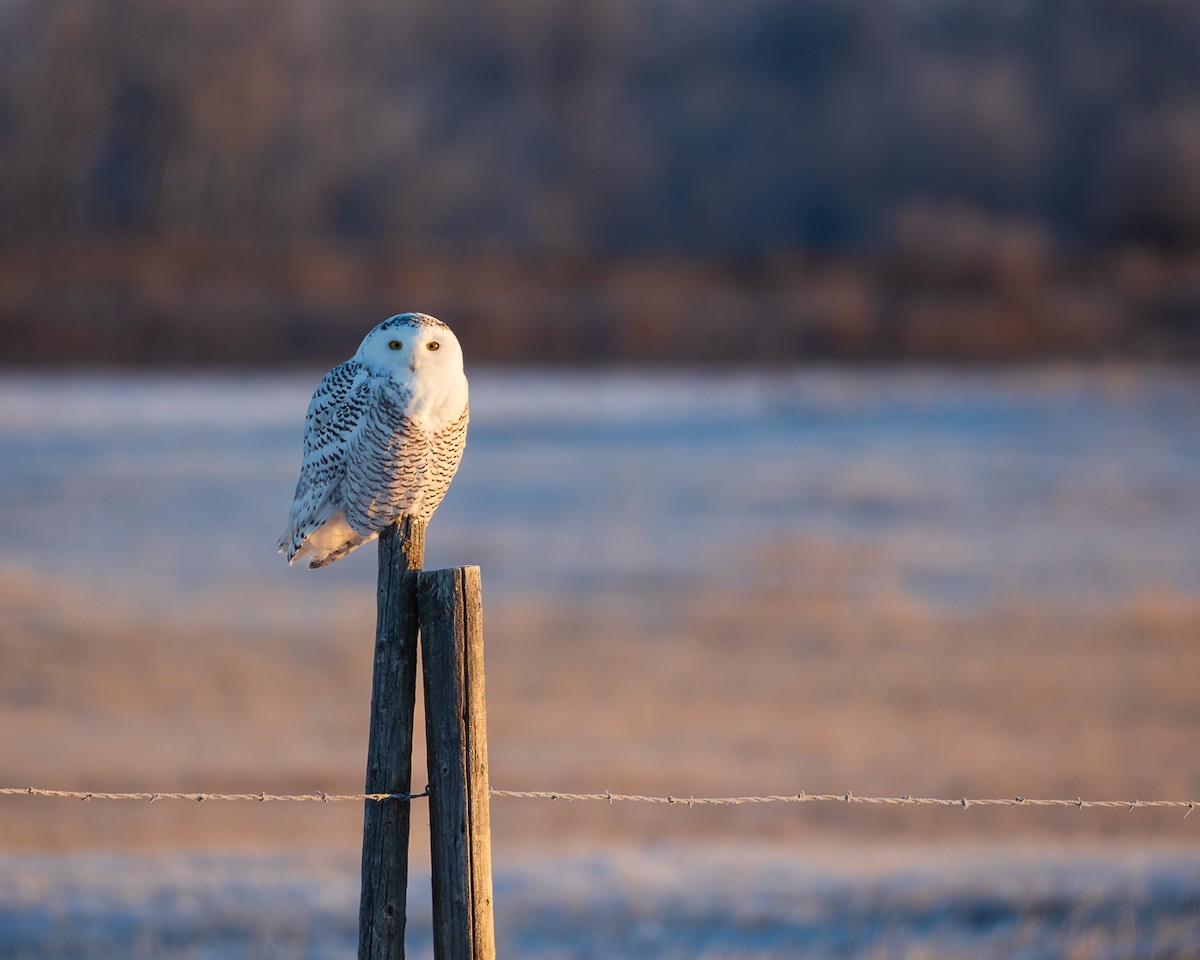 sovice sněžní - ML646121924