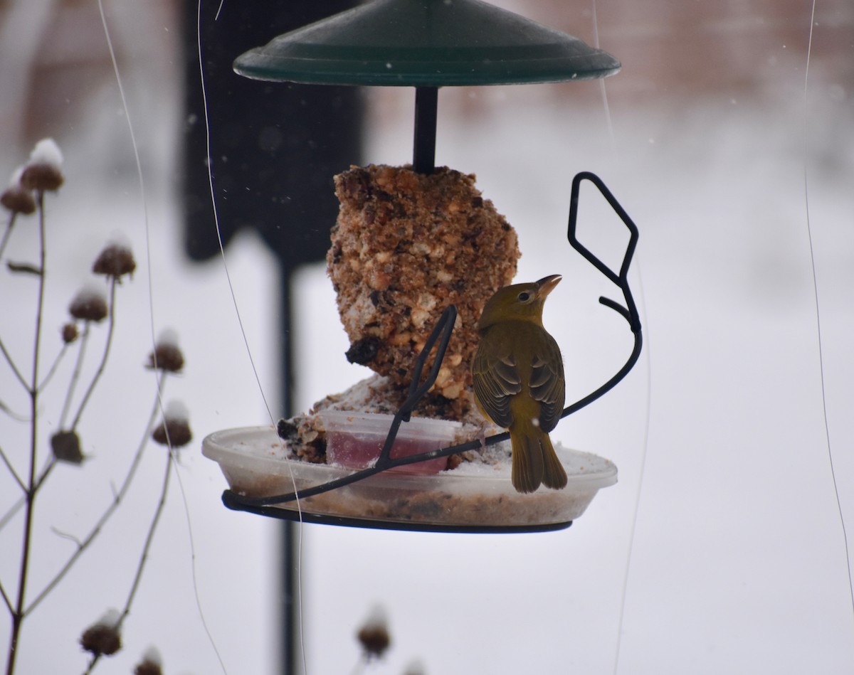 Summer Tanager - ML646121930