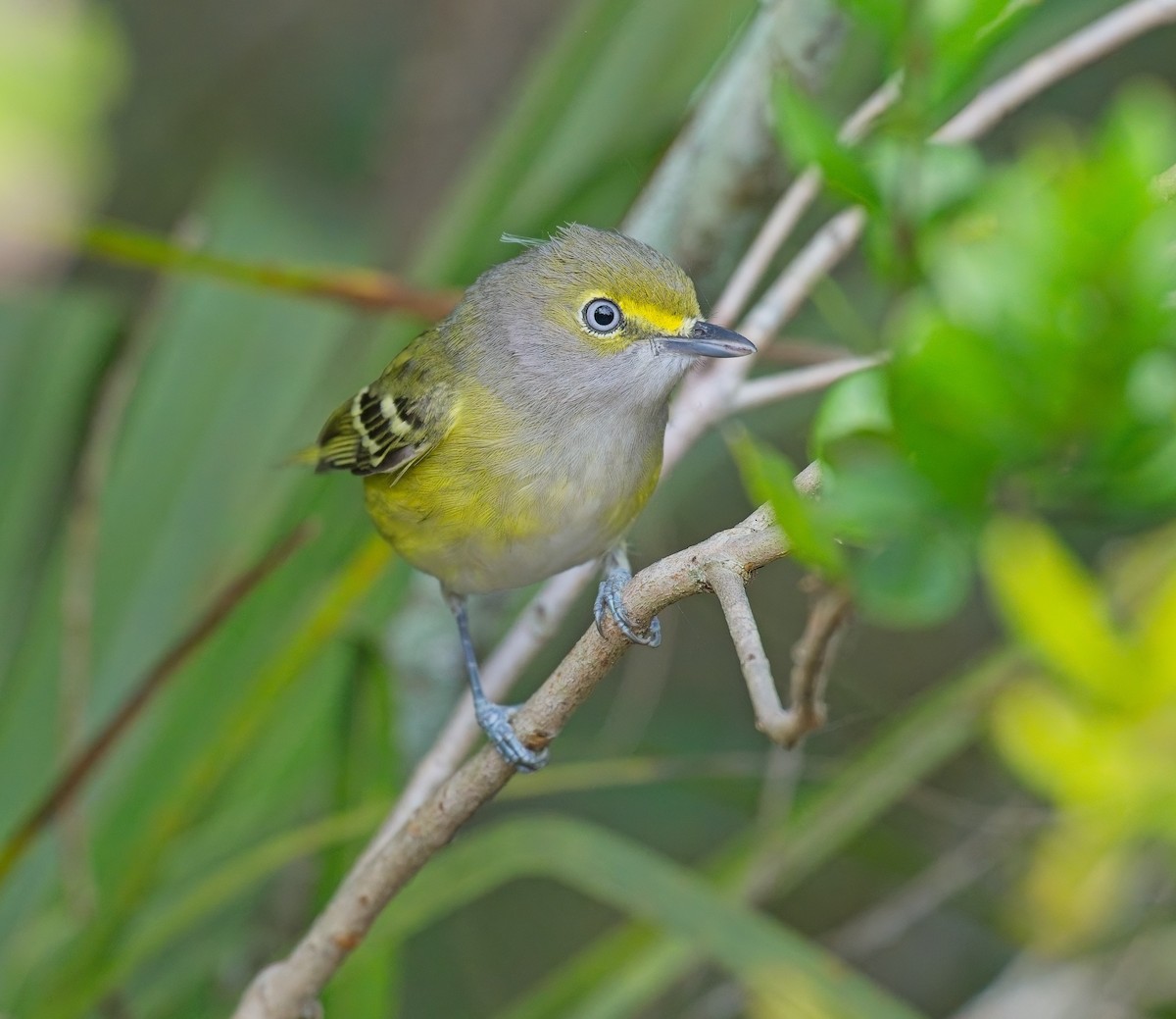 White-eyed Vireo - ML646121934