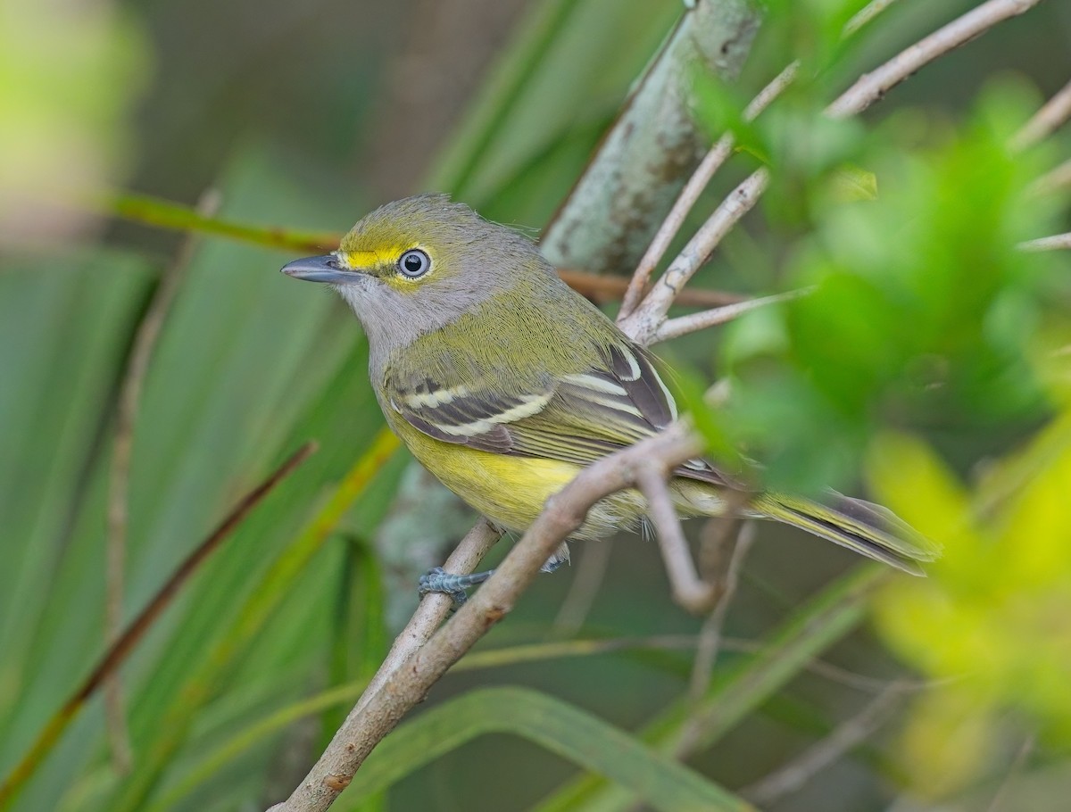 White-eyed Vireo - ML646121935