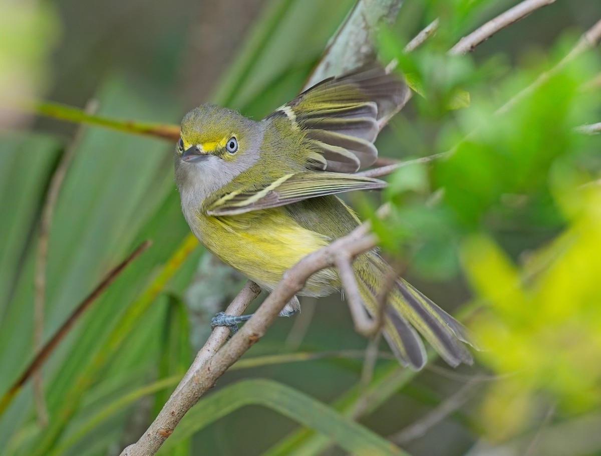 White-eyed Vireo - ML646121936