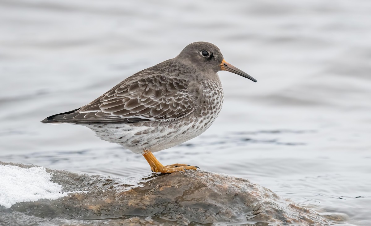 Purple Sandpiper - ML646121937