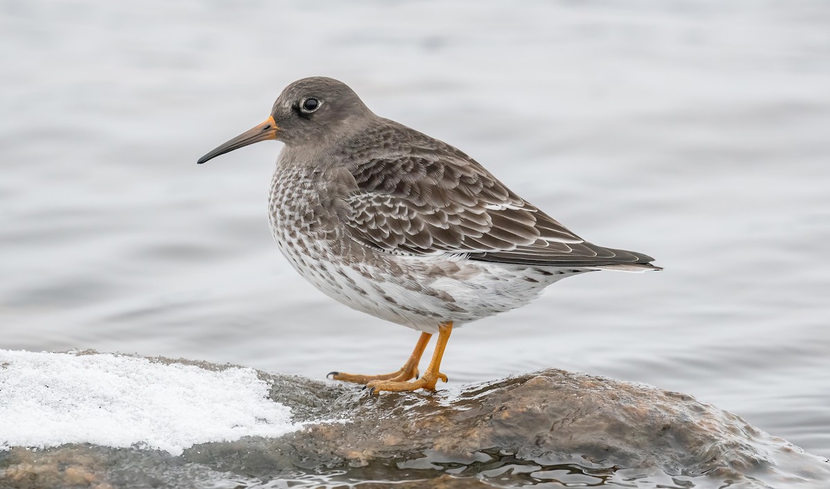 Purple Sandpiper - ML646121938