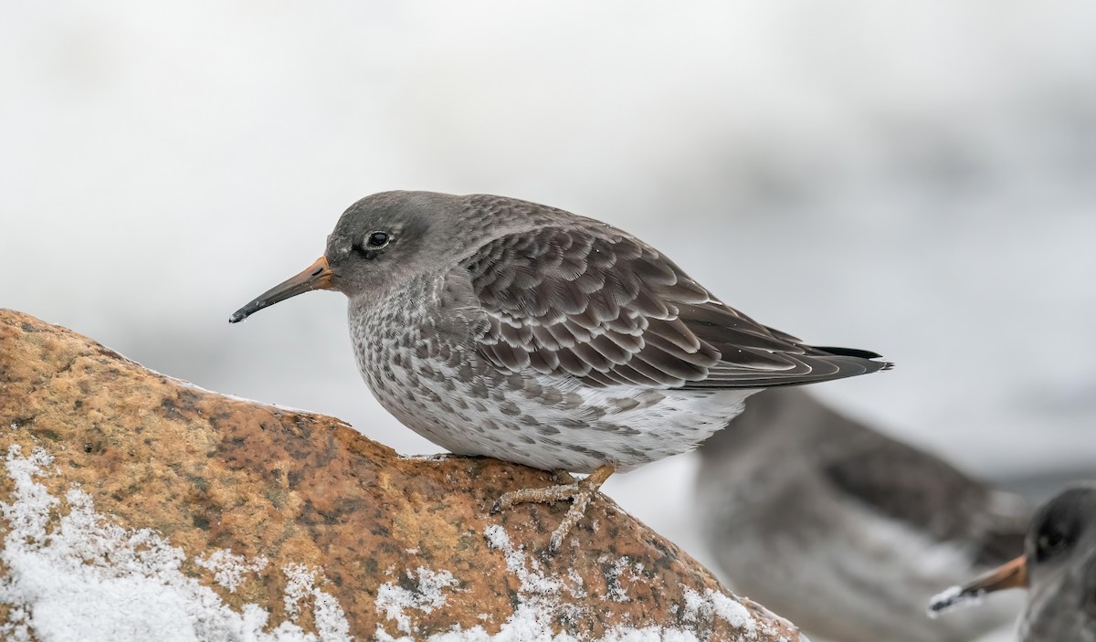Purple Sandpiper - ML646121941