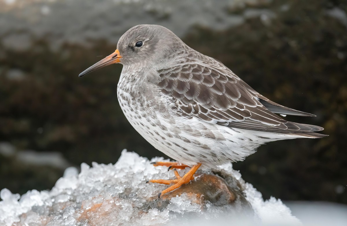Purple Sandpiper - ML646121942