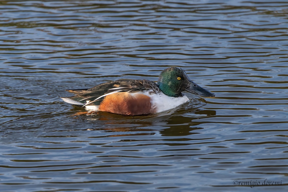 Northern Shoveler - ML646121944