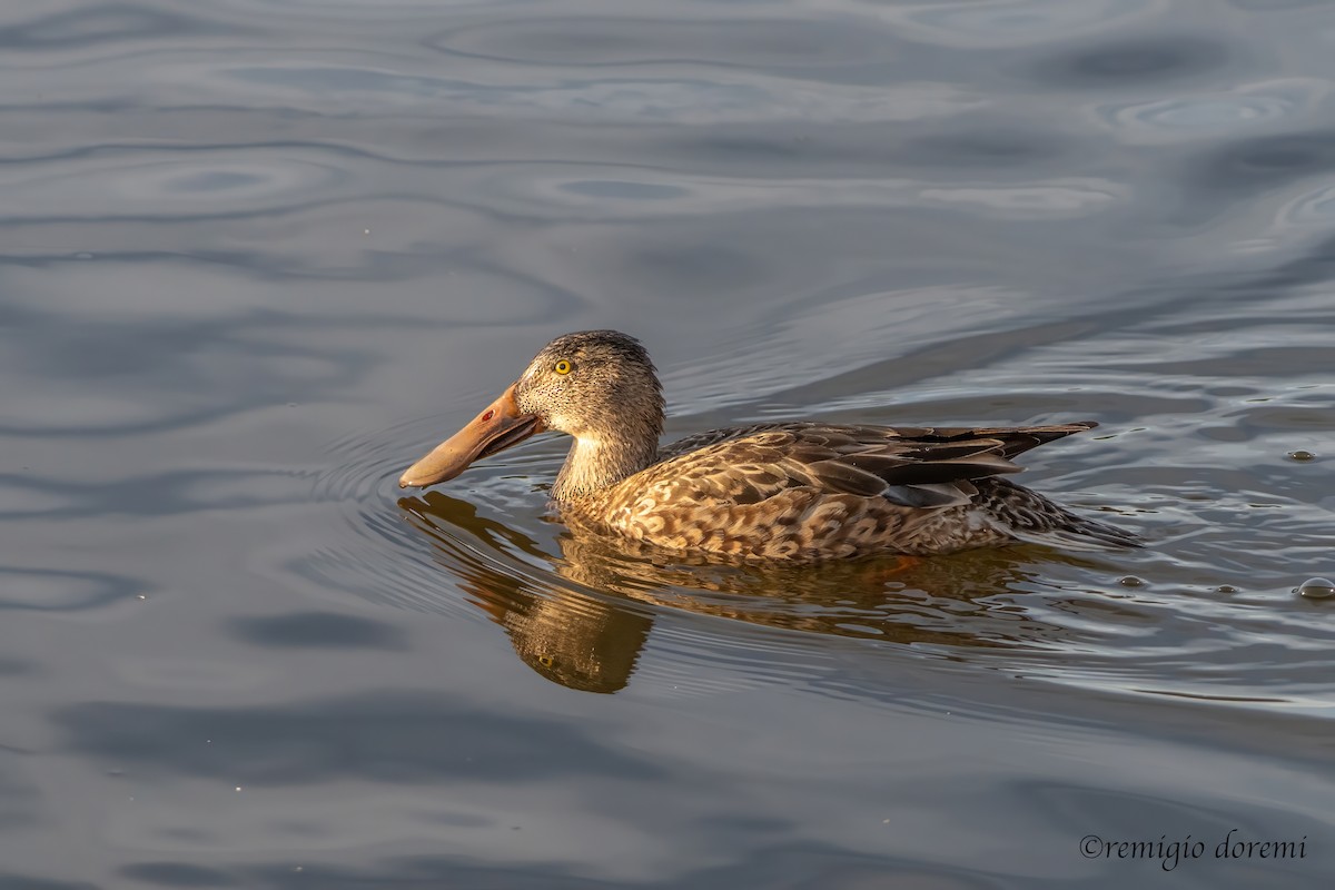 Northern Shoveler - ML646121948