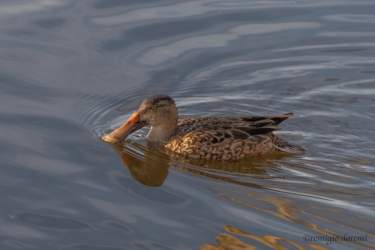 Northern Shoveler - ML646121949