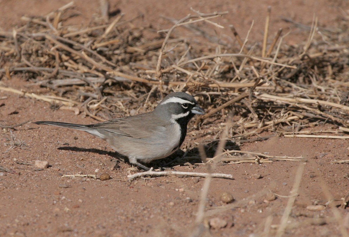 Black-throated Sparrow - ML646121950